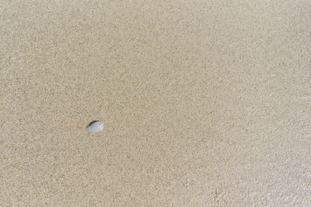 top view of Sand with sea shell for background.の写真素材