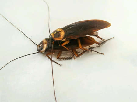 cockroach