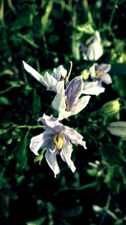 Solanum indicum is bloomingの素材