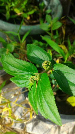 Garden Euphorbisa hirta L