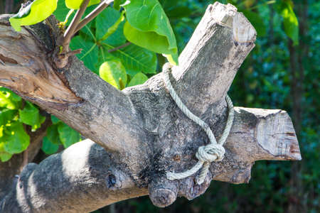 Rope Secure Tied Around Tree Trunk Outdoorsの写真素材