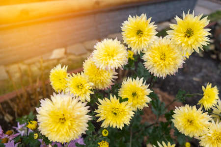 Many yellow chrysanthemum flowers with green leaves.の写真素材