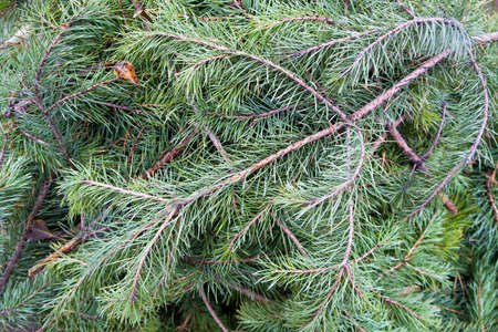 close-up of green fir branches, full frame.