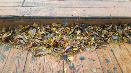 Autumn dead leaves on the old wooden floor