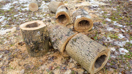 Firewood from the sawed pine trees lie on the ground.の写真素材