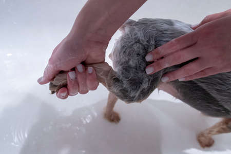 washing yorkshire terrier in front of haircut hairdresser. wash the back of the dogの写真素材