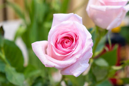 Coral rose flower in roses garden. Top view. Soft focusの写真素材