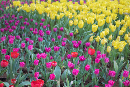Tulips Gardenの写真素材