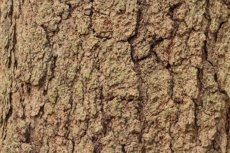 Bark of treeの写真素材