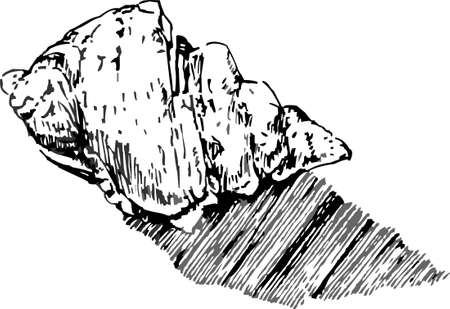 handmade shellのイラスト素材