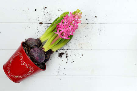 Blooming flowers of pink hyacinth in a red pot with a pattern of hearts lie on a white wooden background. Hyacinth transplant. Place for text.の写真素材