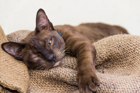 sleep catの写真素材