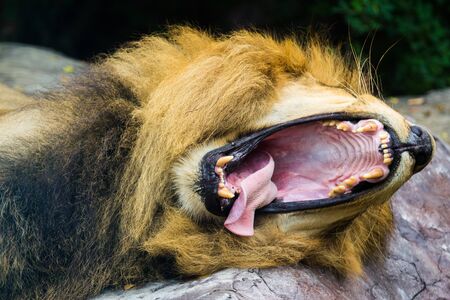 big yawning lionの写真素材
