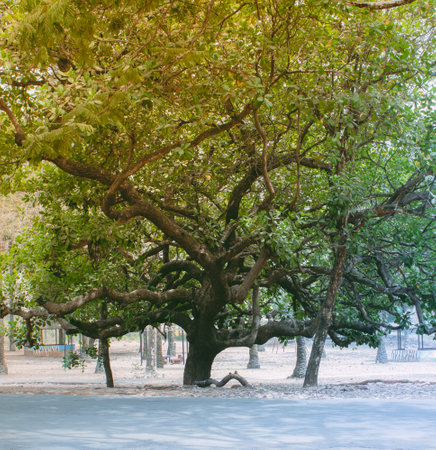 This is a Photograph of a cashew tree taken on a soft harmattan eve. Edited and modified to make it wallpaper-friendly.の写真素材