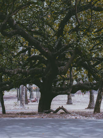 This is a Photograph of a cashew tree taken on a soft harmattan eve. Edited and modified to make it wallpaper-friendly.の写真素材