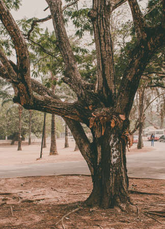This is a Photograph of a cashew tree taken on a soft harmattan eve. Edited and modified to make it wallpaper-friendly.の写真素材