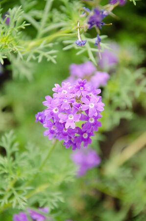 violet flower2の写真素材