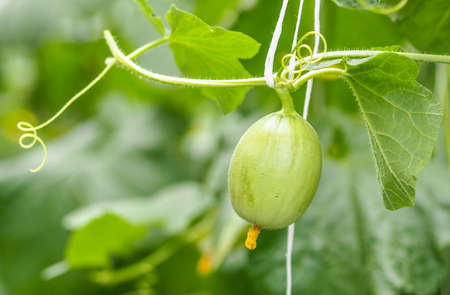 Young melons growing in greenhouse supported by string melon nets.の写真素材