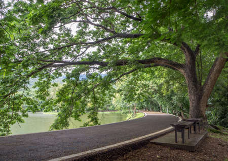 Big tree near the reservoir in Chiang Mai University,Thailand.の写真素材