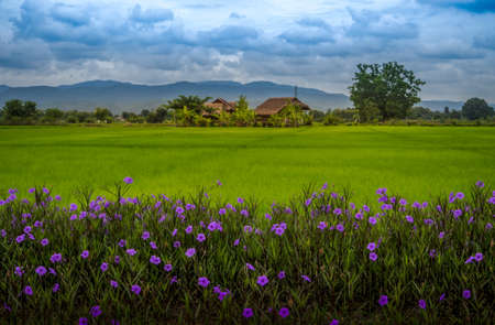 House in the middle of the field.の写真素材