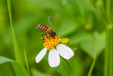 Spring flower and bee.の写真素材