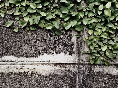 Leaf on the wallの素材