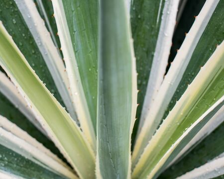 Abstract green leaf geometry backgroundの写真素材