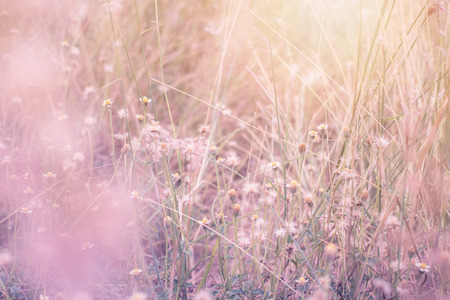 Wild flower with vintage filter unfocused の写真素材