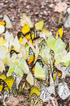 Abstract blurred group of butterfly nature backgroundの写真素材