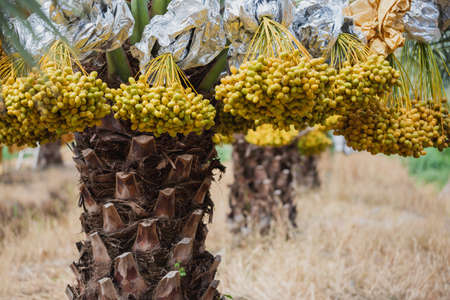 Date palm fruit is produced in spring season at organic agriculture garden farm.の写真素材