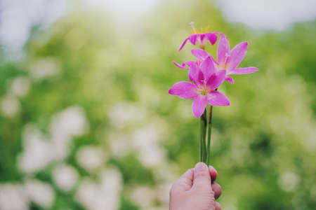 Woman hand holding rain lily flower on green tree in garden background.Concept of nature in spring season.の写真素材