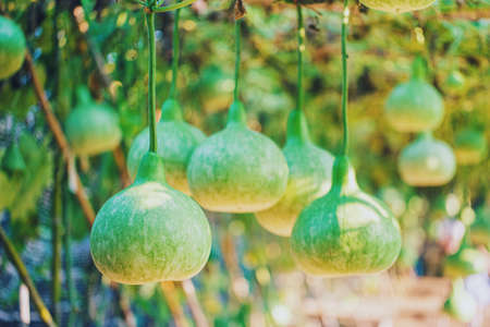 Fruit gourds in an agricultural farm.Food ideas from organic farmer.の写真素材