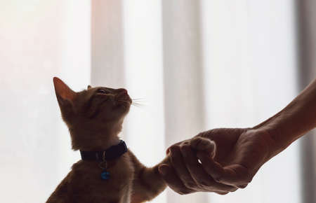 Cute kitten cat staying at home with owner.Concept of Raising pets and animals in the house to be...