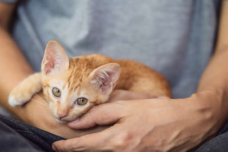Cute kitten cat staying with owner at home background.の写真素材