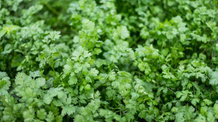 Green Coriander in Organic Farm.Concept of clean, safe, healthy food.の写真素材