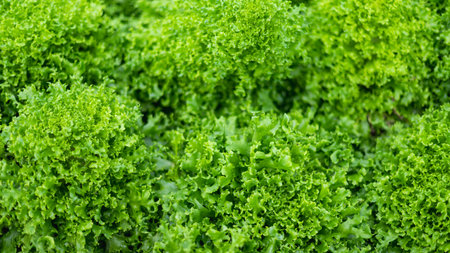 Green Lettuce in Organic Farm.Concept of clean, safe, healthy food.の写真素材