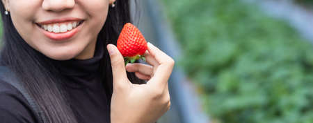 Asian young woman smiling and picking strawberries in strawberry organic farm in japan.の写真素材