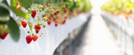 closeup view of fresh strawberry in the organic fruit farm on white background.の写真素材