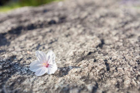 A cherry blossom (sakura) dropped on groundの写真素材