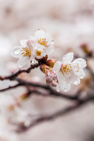 Cherry blossoms (sakura) with water dropletsの写真素材