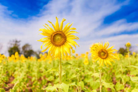 Sunflower with deep blue skyの写真素材