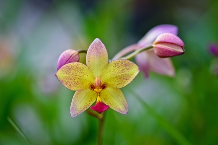 Ground orchid buatiful flowersの写真素材