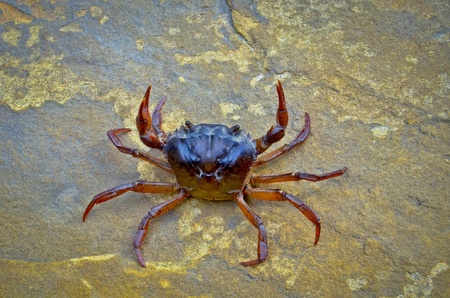 CRAB  ON THE ROCKの写真素材