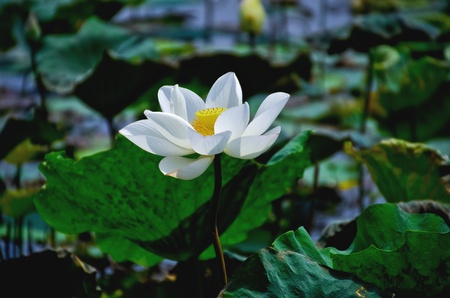 White Lotus in the swampの写真素材