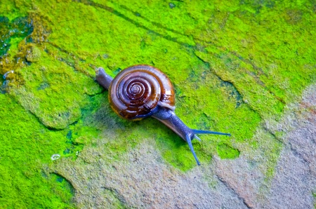 snailの写真素材