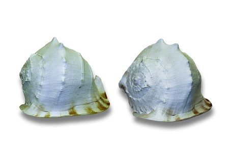 Sea shells isolated on a white backgroundの写真素材