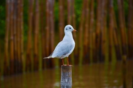 Birds sitting on the bamboo Pole の写真素材