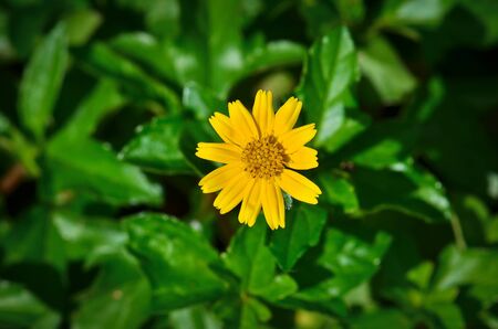 Little yellow starの写真素材