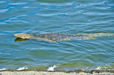 Varanusの写真素材