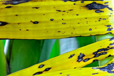banana leaf